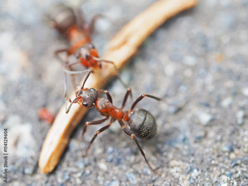 ants on the pavement ants on the pavement