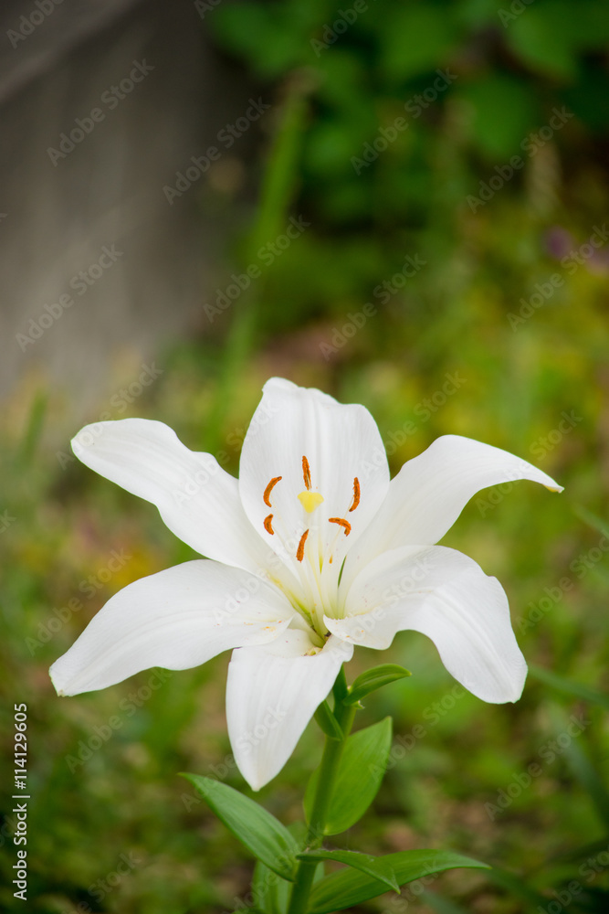 Fototapeta premium ユリの花