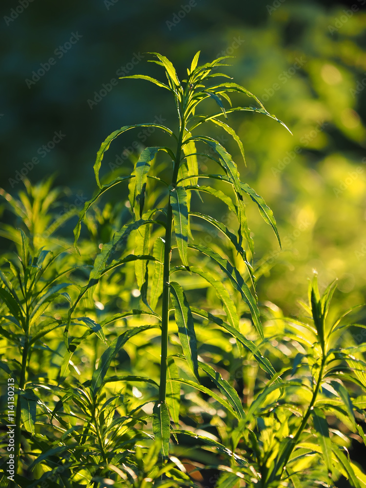 fireweed in the forest fireweed in the forest