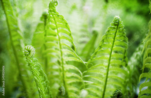 Wonderful fern in a forest with blurred background. © imagineilona