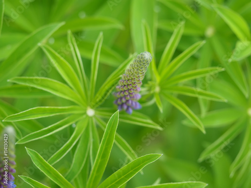 lupine flowers in the forest