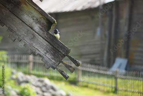 Swallow sitting on the ledge of a wooden house photo