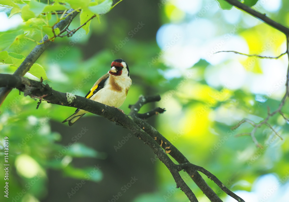 Obraz premium Goldfinch on a branch in the forest