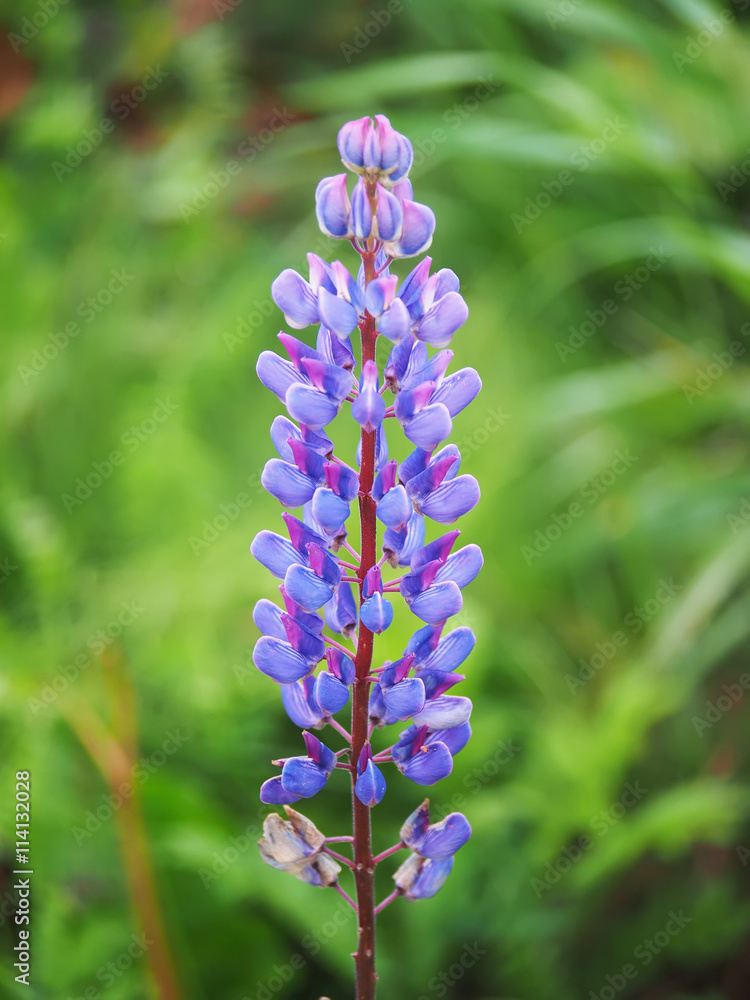 lupine flowers in the forest lupine flowers in the forest