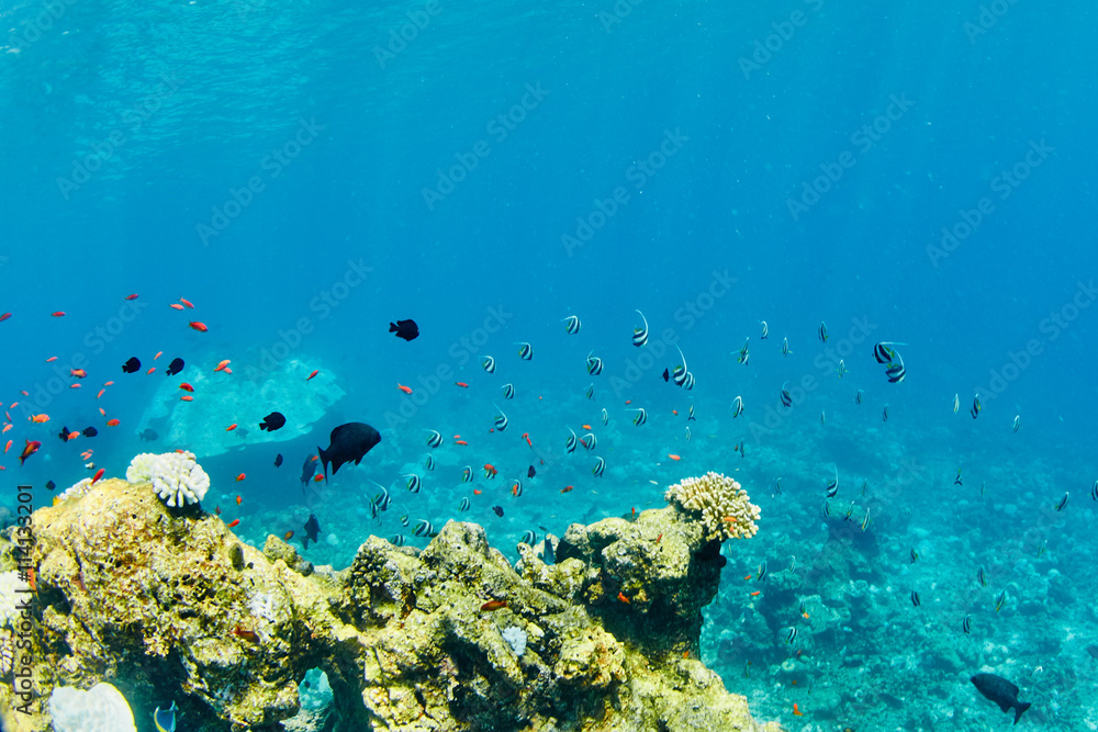 Fototapeta premium wonderful underwater worl