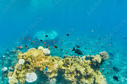 Fototapeta Naklejka Na Ścianę i Meble -  wonderful underwater world