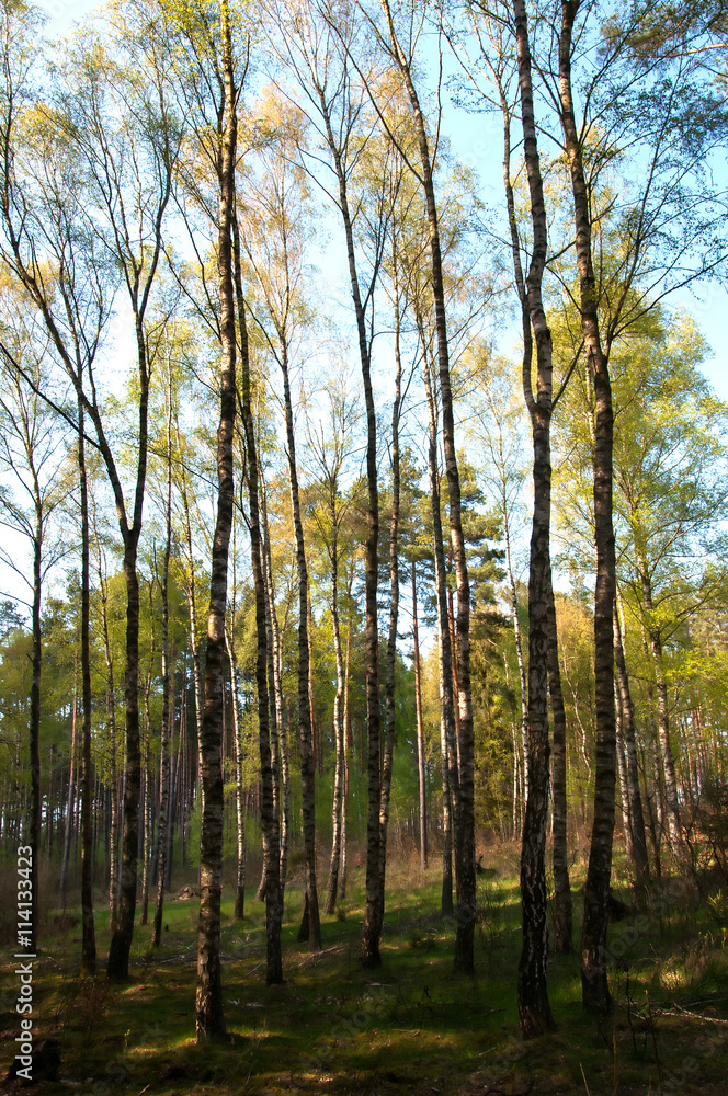 Beautiful landscape - spring birchwood Beautiful landscape - spring birchwood