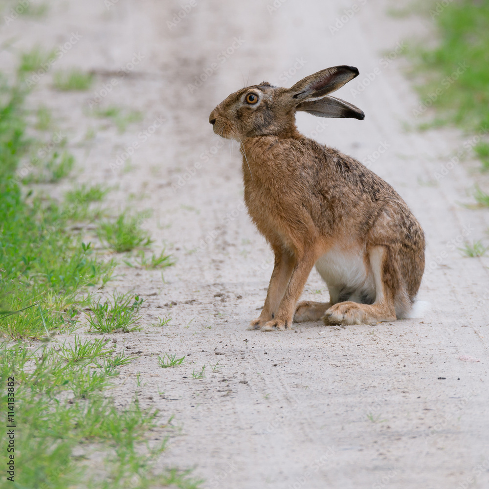 Fototapeta premium Feldhase (Lepus europaeus) sitzt neben einem Feld auf einem Weg