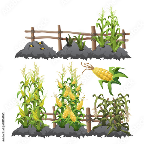 Growth stages of corn, agriculture
