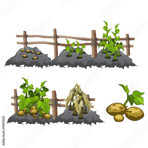 Growth stages of potatoes, agriculture, vector