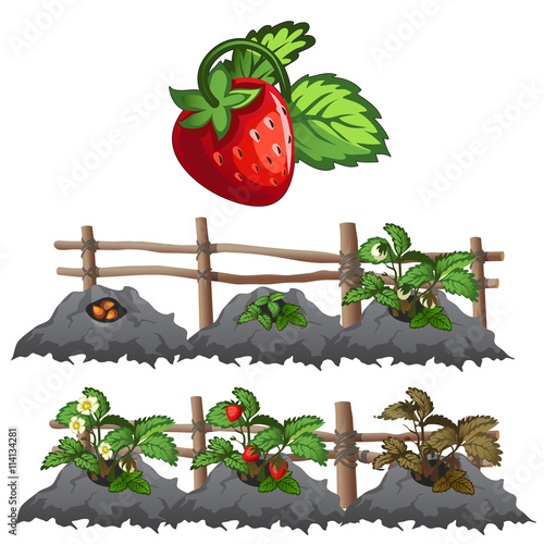 Growth stages of strawberries, agriculture, vector