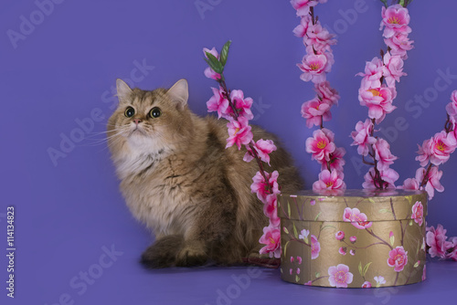 White British longhair cat with a box and a branch of flowers on photo