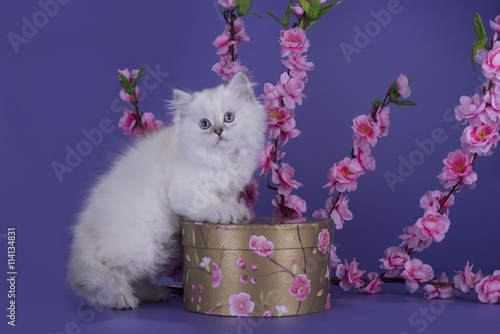 White British longhair cat with a box and a branch of flowers on photo