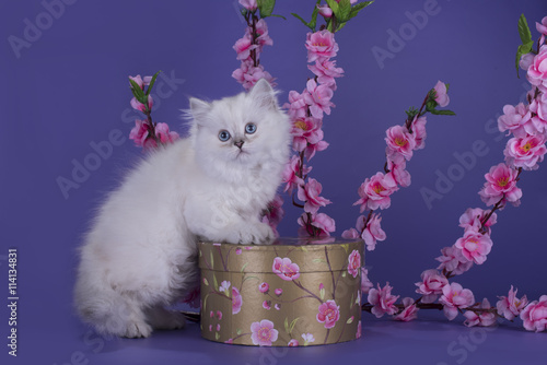 Fotografie White British longhair cat with a box and a branch of flowers on