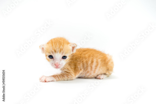 Kitten 2 weeks old on white background