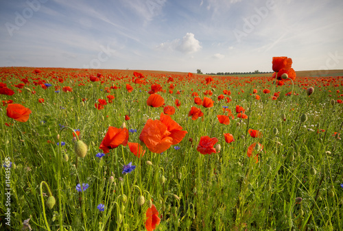 Panorama of wild poppies and wild flowers
