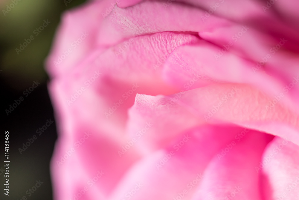 rose rose