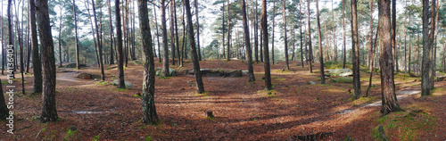 Wald von Fontainebleau