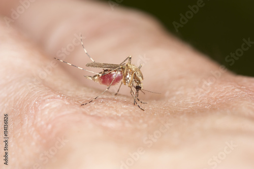 Mosquito drinking blood from the hand