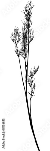 black illustration with isolated young dill