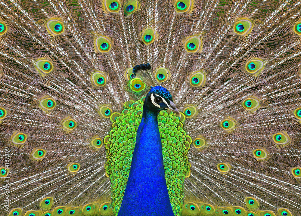 Fototapeta premium peacock