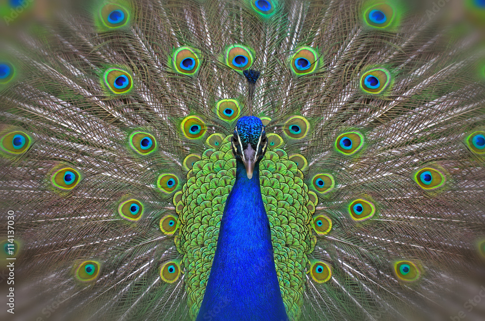 Obraz premium peacock