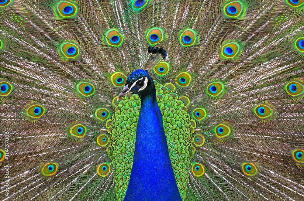 Fototapeta premium peacock
