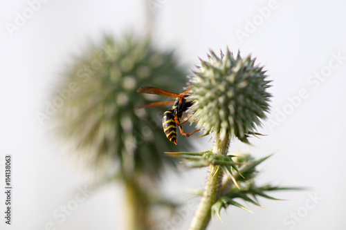 Bee On A sharp Wildflower
