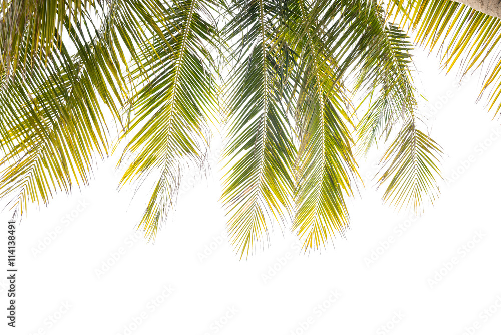 Green Leaves of coconut tree,coconut leaf isolated on white bac Green Leaves of coconut tree,coconut leaf isolated on white bac