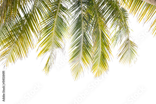 Green Leaves of coconut tree,coconut leaf  isolated on white bac