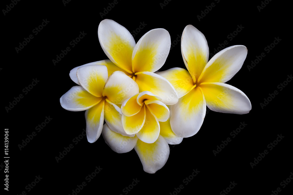 Plumeria white & yellow flowers placed on a black background Plumeria white & yellow flowers placed on a black background