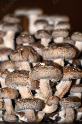 Shiitake mushroom is a medicinal mushroom