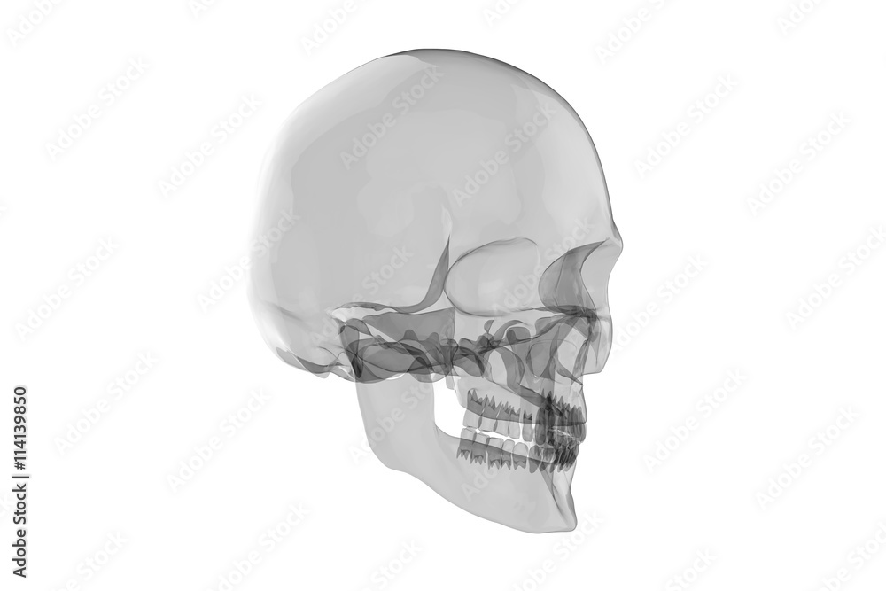 Obraz premium x Ray Human Skull with Brain / 3D Rendering