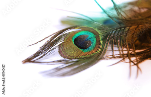 Beautiful peacock feather on white background with copy space