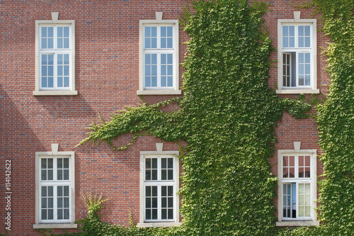 Windows entwined with wild grapes in the Wawel castle. Krakow   © FomaA
