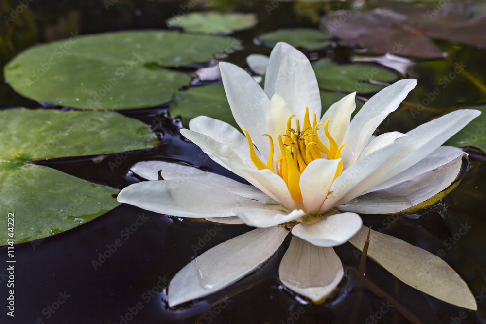 Water lily flower, Nymphaea alba, and leaves in a pond, with reflection in water Water lily flower, Nymphaea alba, and leaves in a pond, with reflection in water