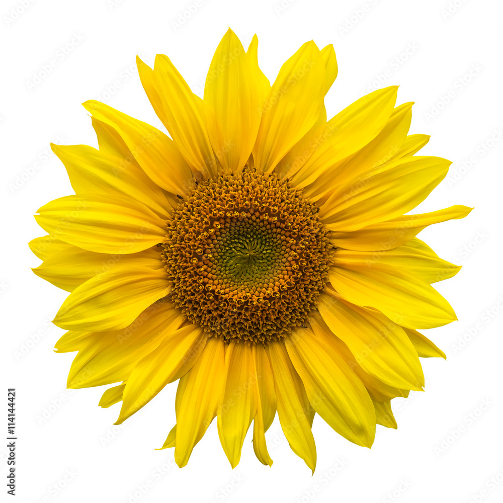 Fototapeta premium Słonecznik