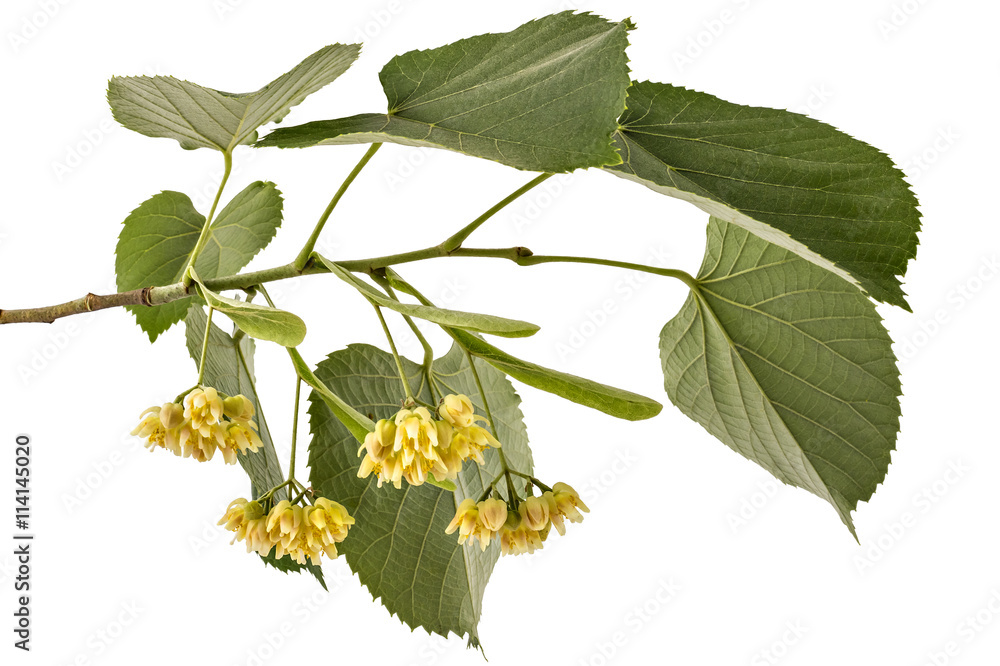 Branch with blooming linden flowers with leaf, Tilia Platyphyllos, isolated on white background Branch with blooming linden flowers with leaf, Tilia Platyphyllos, isolated on white background