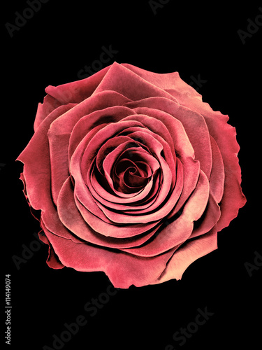 Pink rose on black background