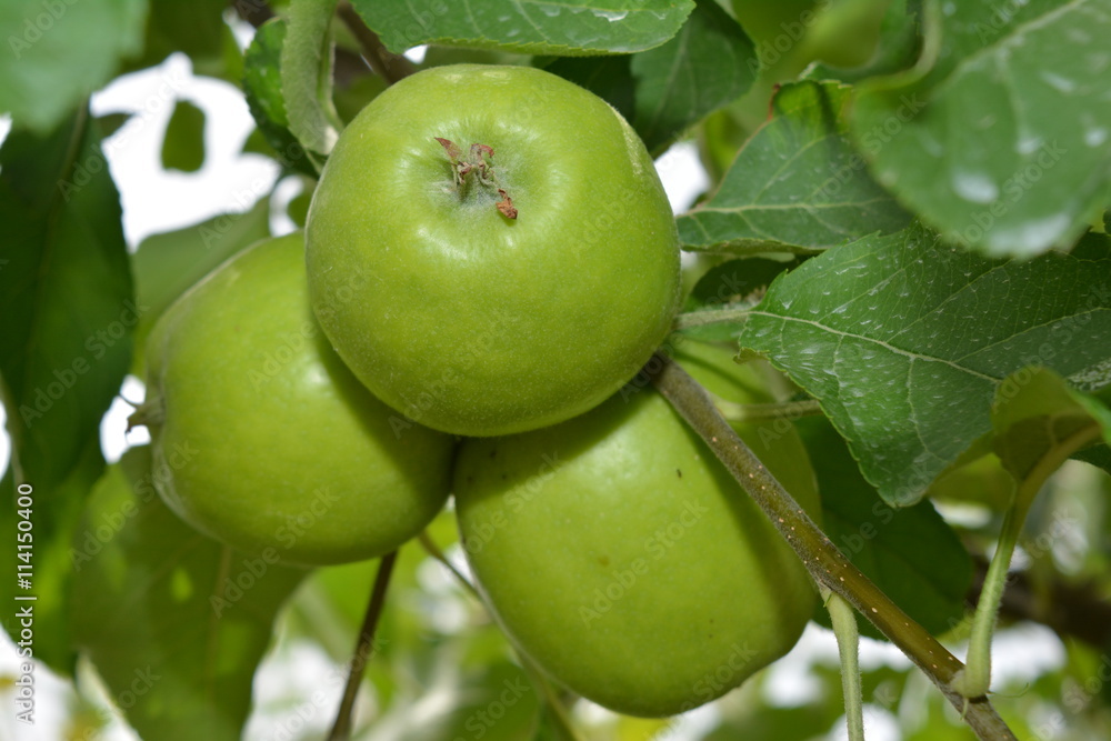 Green Apples close up