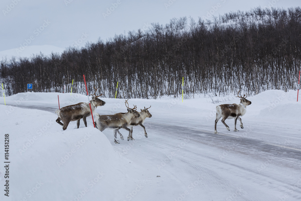 Obraz premium Reindeer (Rangifer tarandus) crossing the highway E10 in Nordland county, Norway