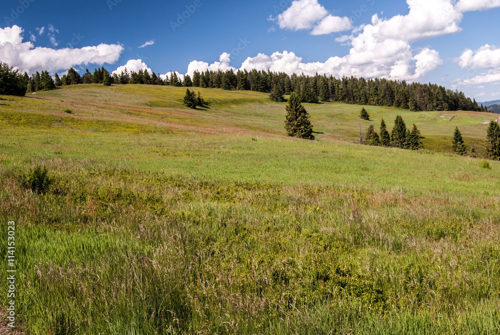 Hala na Malej Raczy mountain meadow with blue sky and clouds in Beskid Zywiecki mountains near Wilka Racza hill Hala na Malej Raczy mountain meadow with blue sky and clouds in Beskid Zywiecki mountains near Wilka Racza hill