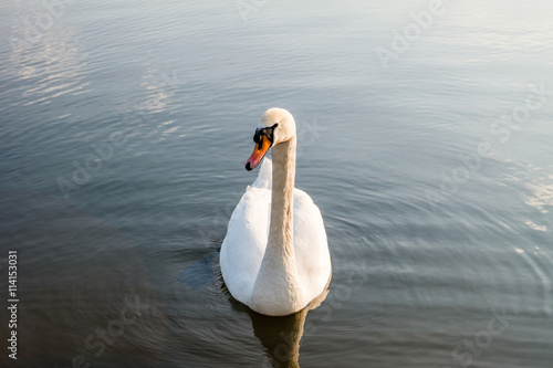 White swan on a lake.