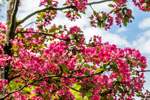 Blooming Apple tree Malus 'Royal beauty' © perekotypole