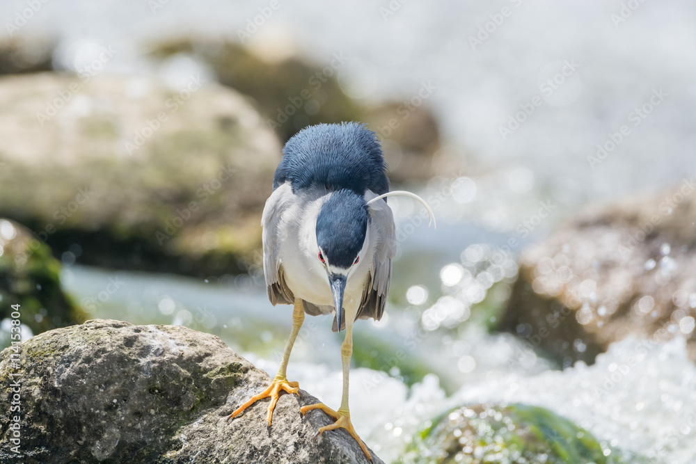 Fototapeta premium Black Crowned Night Heron