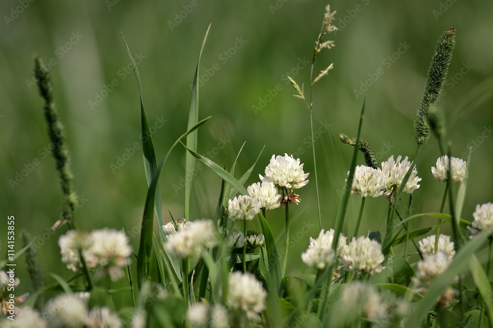 White clover White clover