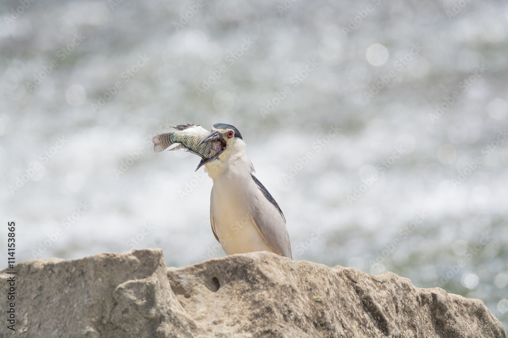 Fototapeta premium Black Crowned Night Heron