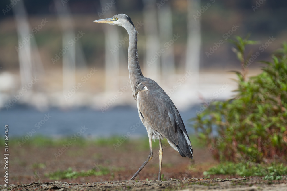 Fototapeta premium Grey Heron