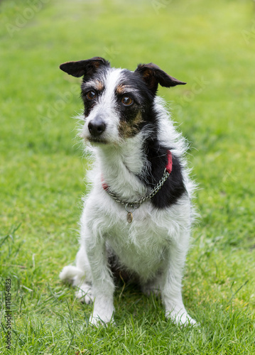 Jack Russell cross dog looking at something in the distance. © Linda Bestwick