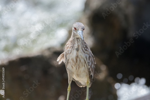 Wallpaper Mural Black Crowned Night Heron Torontodigital.ca